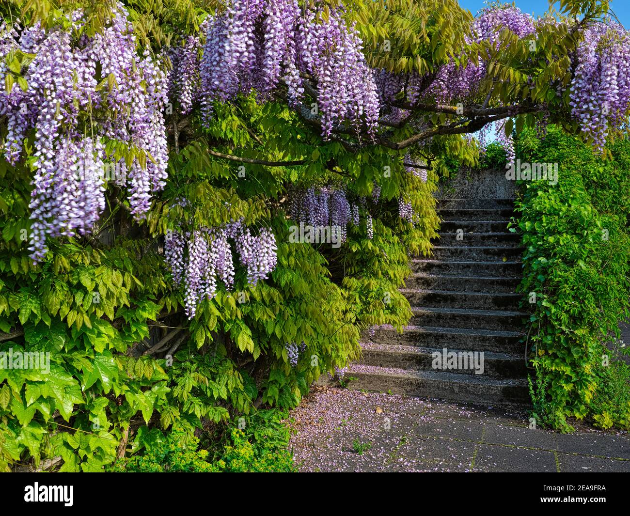 Europe, Allemagne, Hesse, Marburg, jardin botanique de l'Université de Philipps sur la Lahnberge, escalier sous glycine (wisteria) Banque D'Images