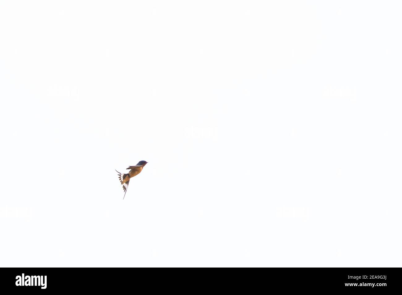 Une hirondelle de grange se prépare à changer de direction dans cette image qui est en grande partie blanc espace ouvert autrement. Surexposée intentionnellement. Banque D'Images