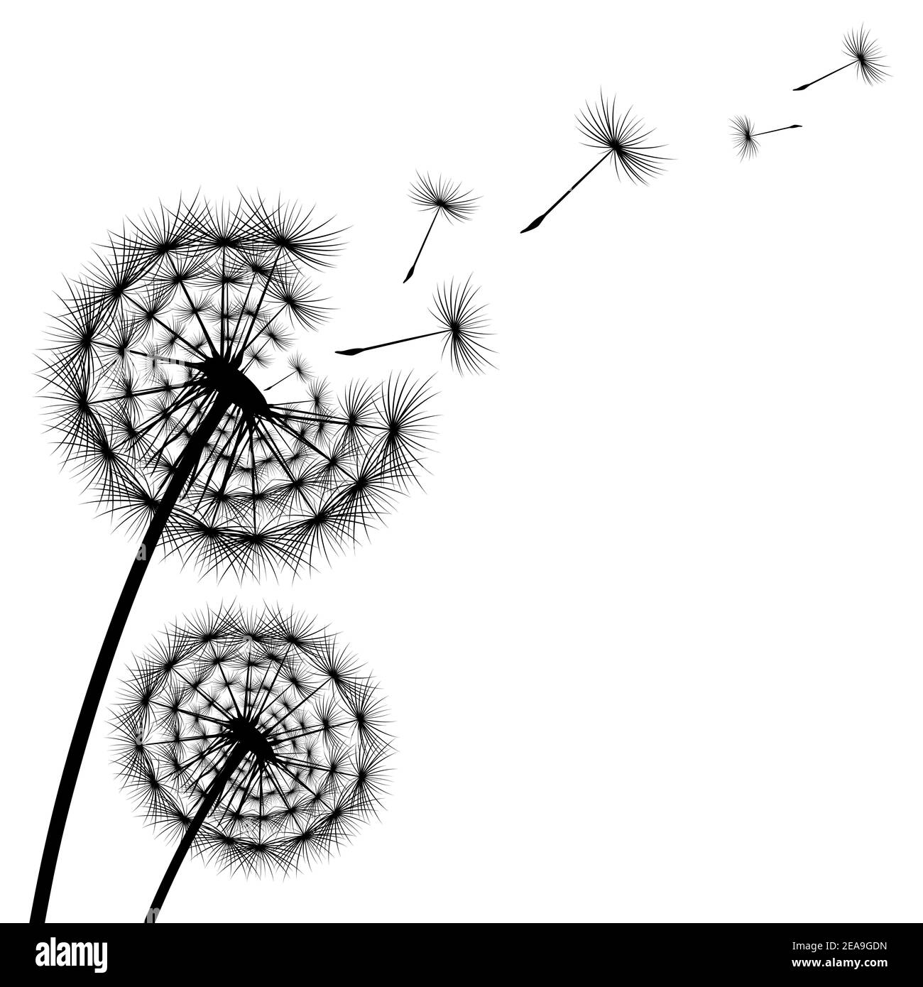 Silhouette noire d'un pissenlit sur un fond blanc Illustration de Vecteur