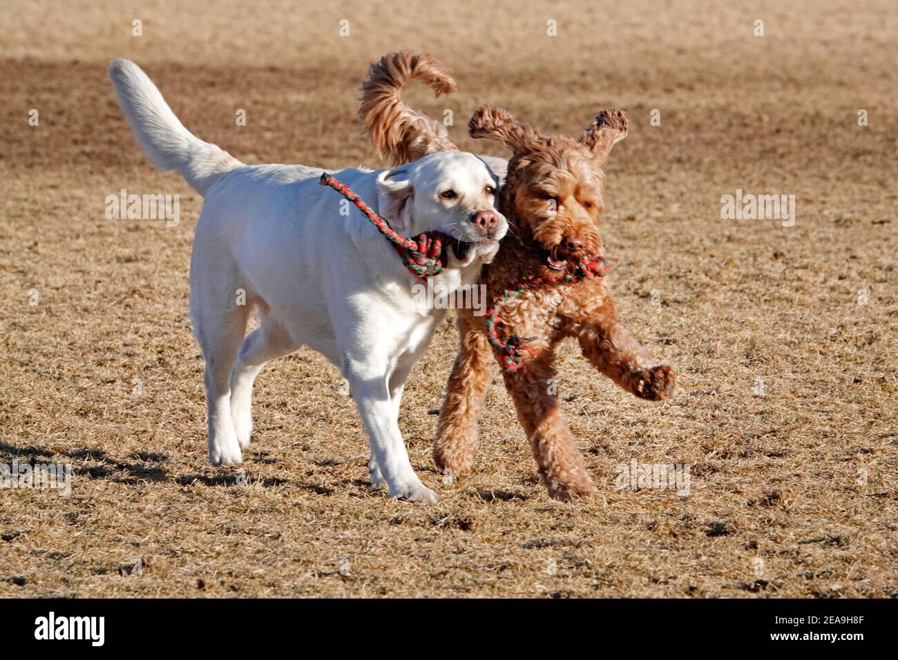 Chiens chassant des balles et les uns les autres dans un parc pour chiens à Bend, Oregon. Banque D'Images