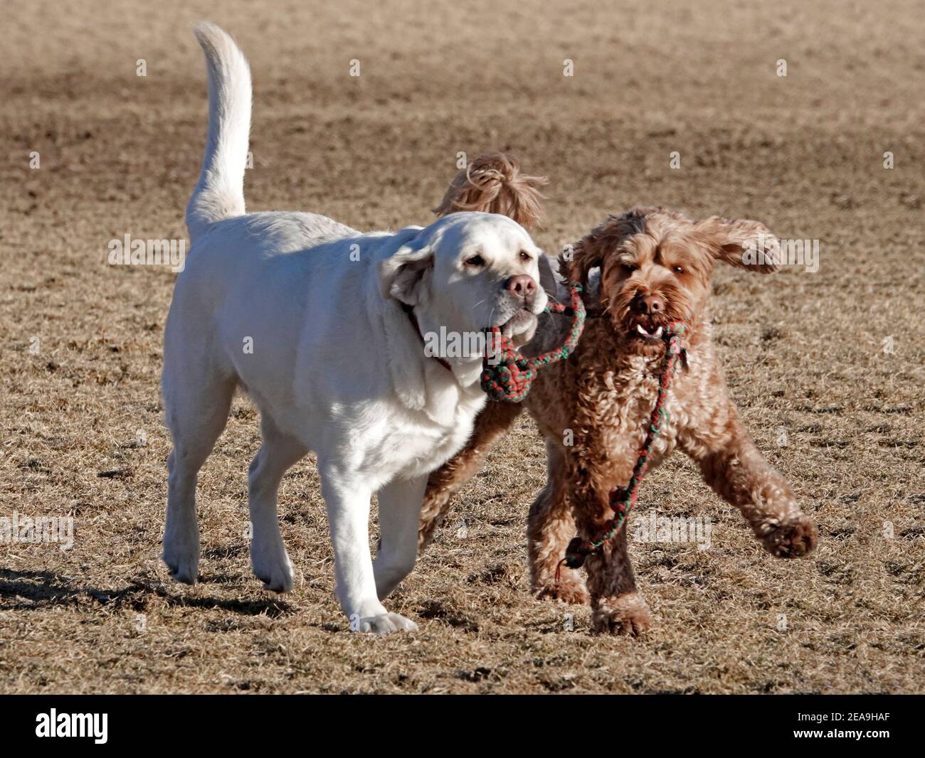 Chiens chassant des balles et les uns les autres dans un parc pour chiens à Bend, Oregon. Banque D'Images