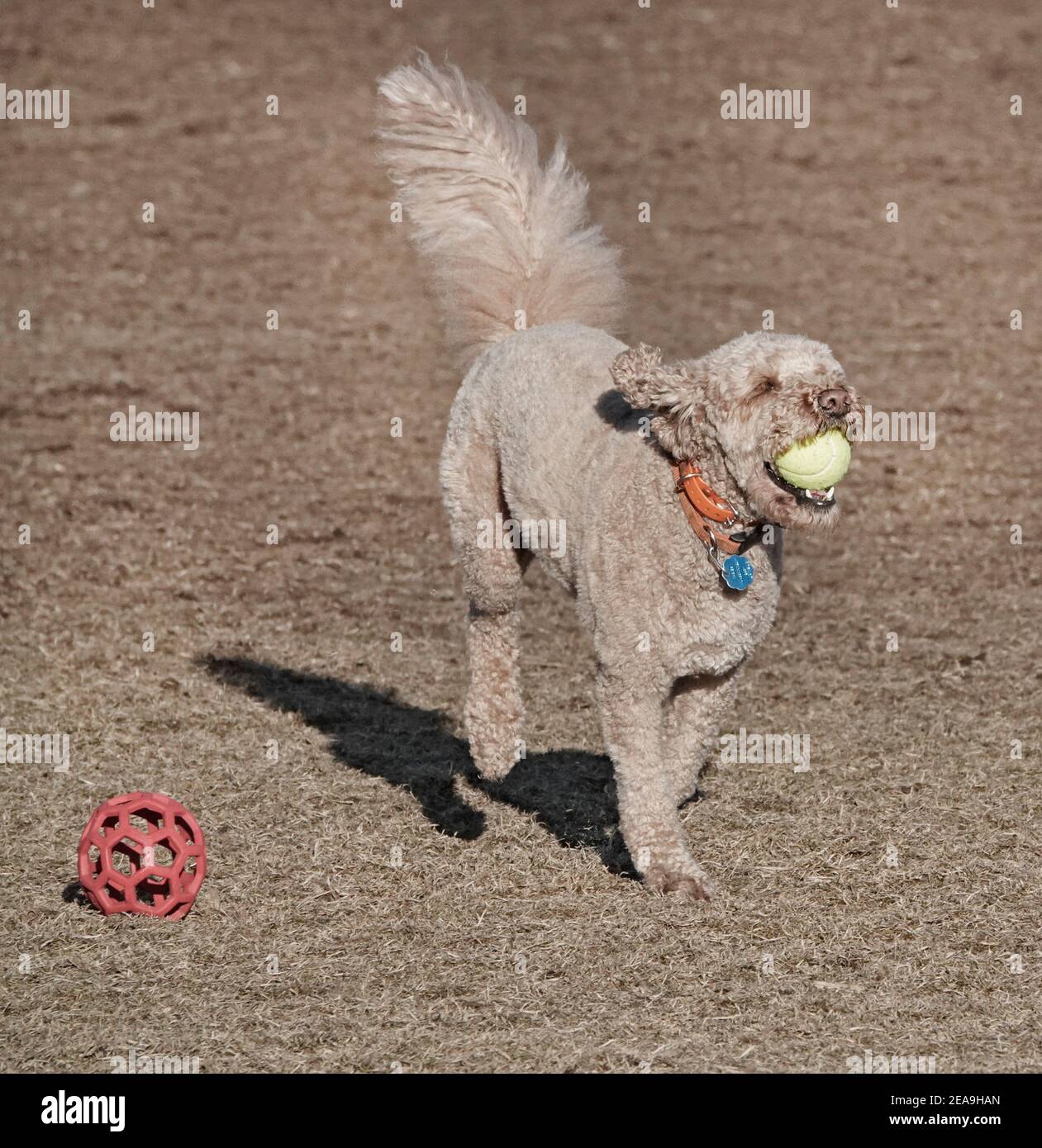 Chiens chassant des balles et les uns les autres dans un parc pour chiens à Bend, Oregon. Banque D'Images