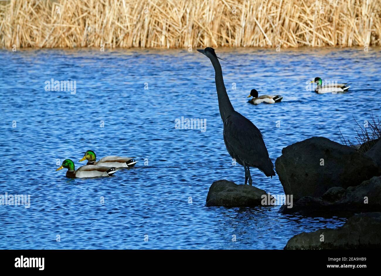 Portrait d'un grand héron bleu immature, Ardea herodias, à la recherche de nourriture le long de la rive d'un petit lac à Bend, Oregon. Banque D'Images