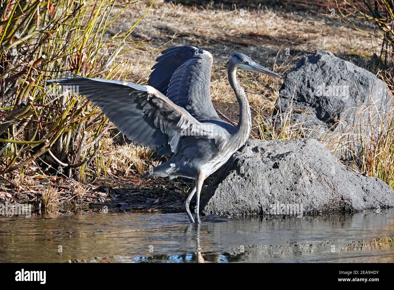 Portrait d'un grand héron bleu immature, Ardea herodias, à la recherche de nourriture le long de la rive d'un petit lac à Bend, Oregon. Banque D'Images