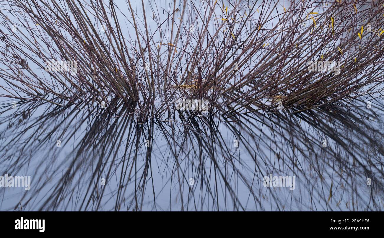 Europe, Allemagne, Hesse, Marburger Land, Swan Lake près de Kirchhain, réflexion d'eau des tiges de plantes Banque D'Images