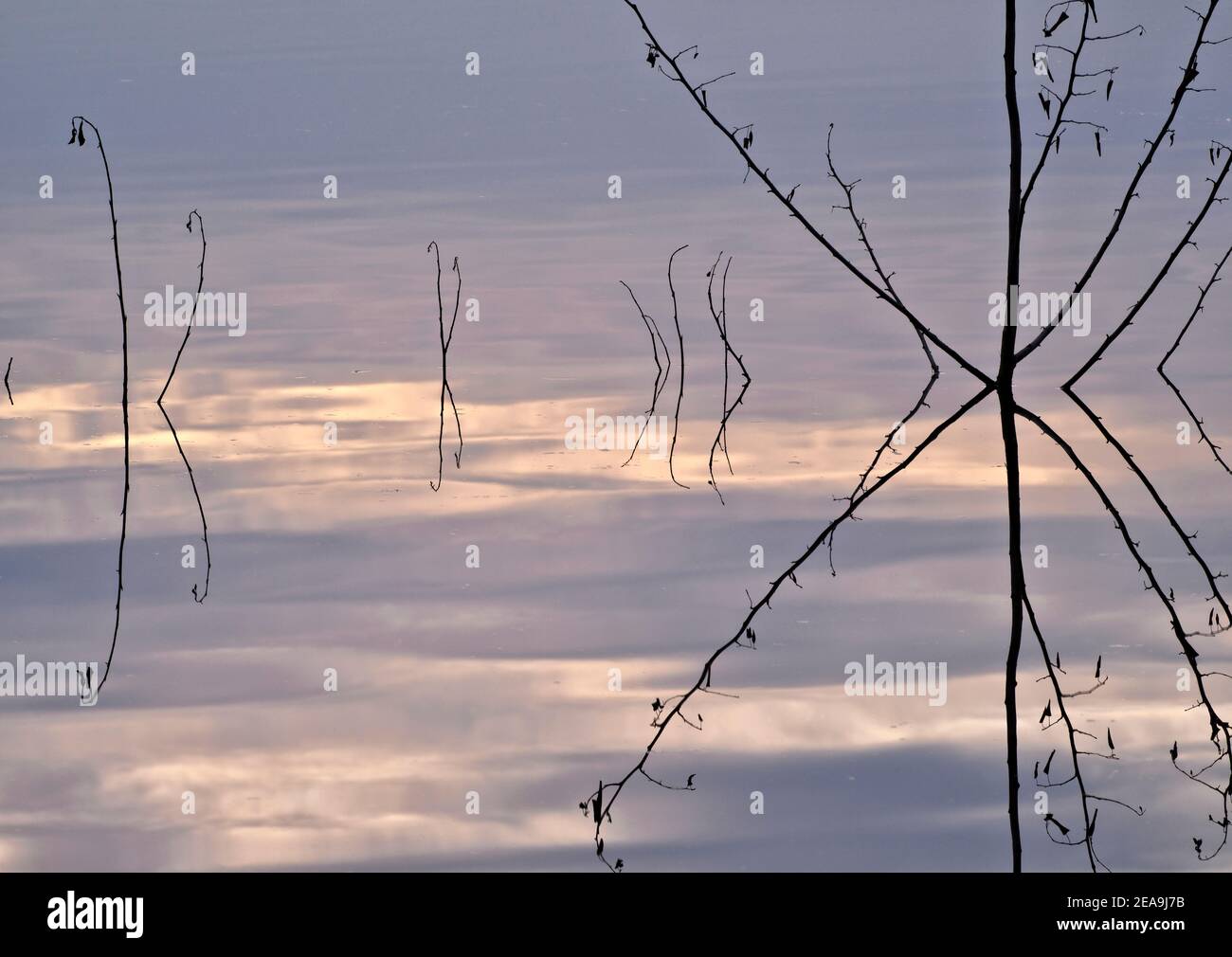 Europe, Allemagne, Hesse, Marburger Land, Swan Lake près de Kirchhain, réflexion d'eau des tiges de plantes Banque D'Images
