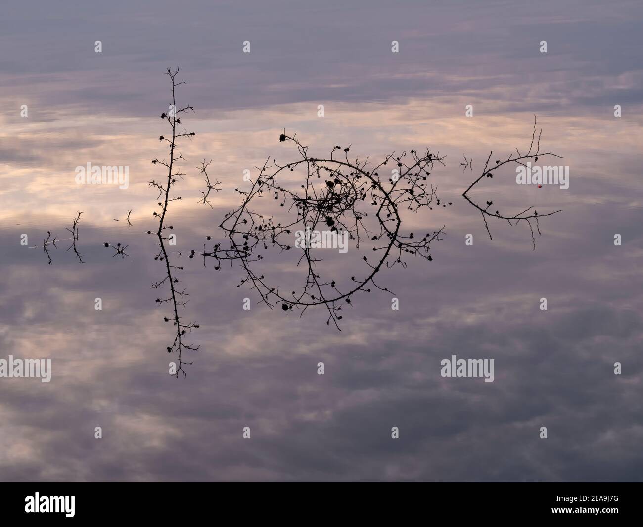 Europe, Allemagne, Hesse, Marburger Land, Swan Lake près de Kirchhain, réflexion d'eau des tiges de plantes Banque D'Images