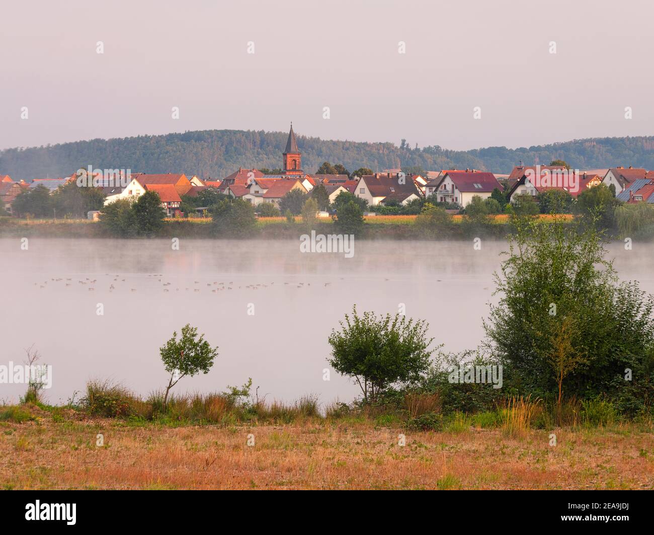 Europe, Allemagne, Hesse, Marburger Land, Niederwälder Lac près de Kirchhain, matin humeur avec brouillard, oiseaux aquatiques, vue sur Niederwald Banque D'Images