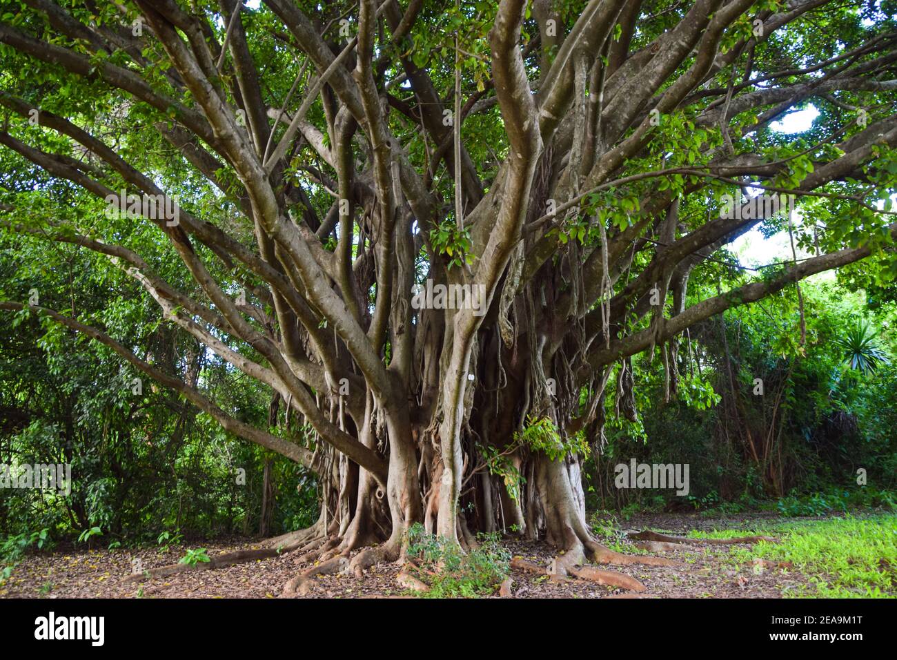 Ficus chirindensis figue au Zimbabwe Banque D'Images
