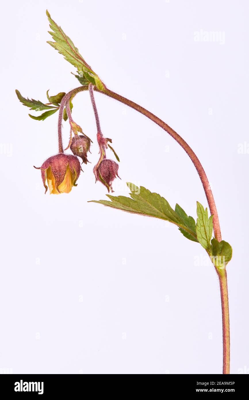 Geum rivale, fleur des Avens d'eau, hochement des Avens, sur fond blanc.La racine peut être utilisée pour un thé savoureux pour traiter les enfants avec la dysenterie Banque D'Images