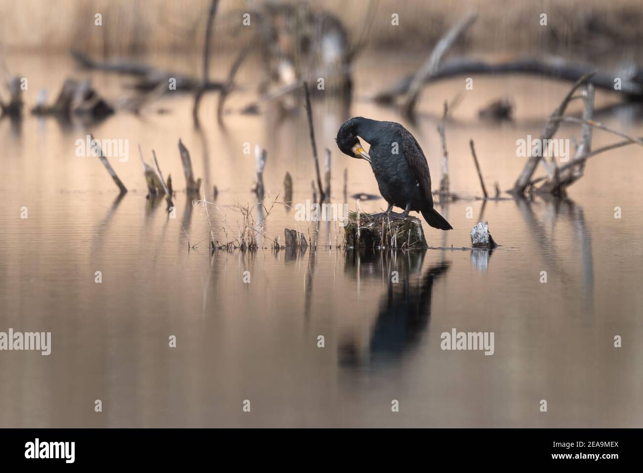 Grand Cormorant (Phalacrocorax carbo) debout sur une souche au milieu de l'étang de nettoyage de ses plumes, Grand Cormorant réflexion dans l'eau Banque D'Images