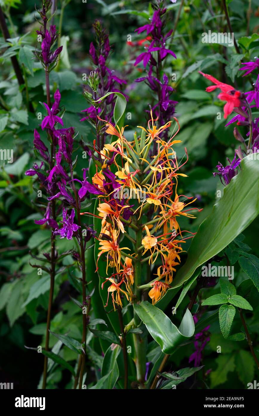 hedychium,fleurs d'orange,plante de gingembre,Lobelia x speciosa Hadspen Purple,fleurs violettes,fleur,lobélias,vivace,jardin,jardins,orange et p Banque D'Images