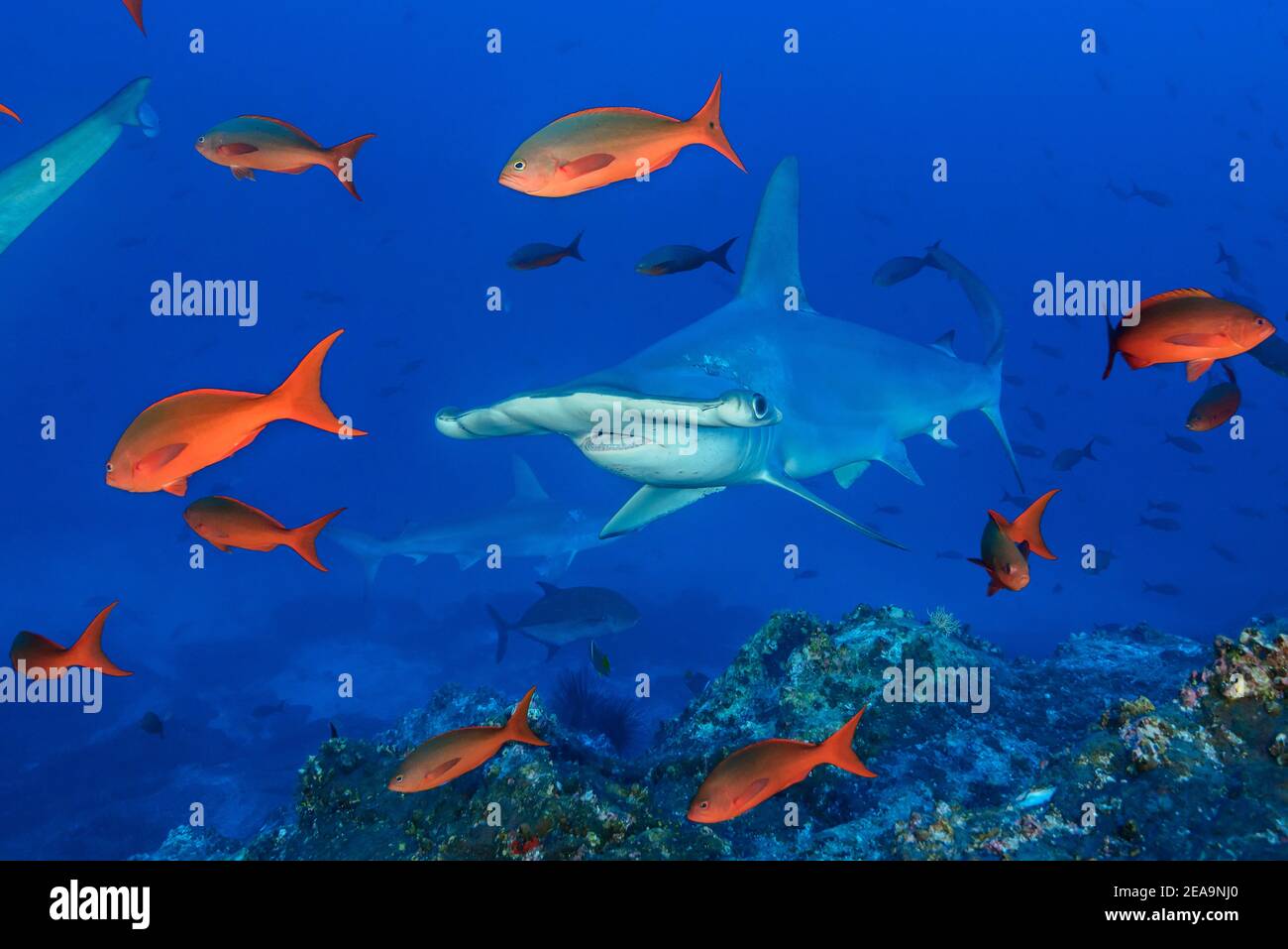 Requin-marteau (Sphyrna lewini) et bar créole rouge (Paranthias colonus), île Cocos, Costa Rica, Pacifique, Océan Pacifique Banque D'Images