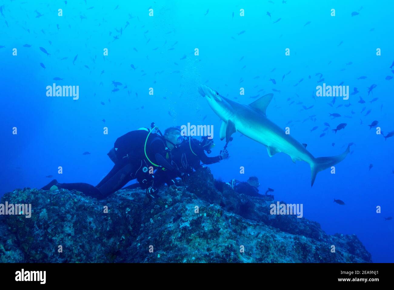Requin-marteau (Sphyrna lewini) au poste de nettoyage et plongeur, île Cocos, Costa Rica, Pacifique, Océan Pacifique Banque D'Images