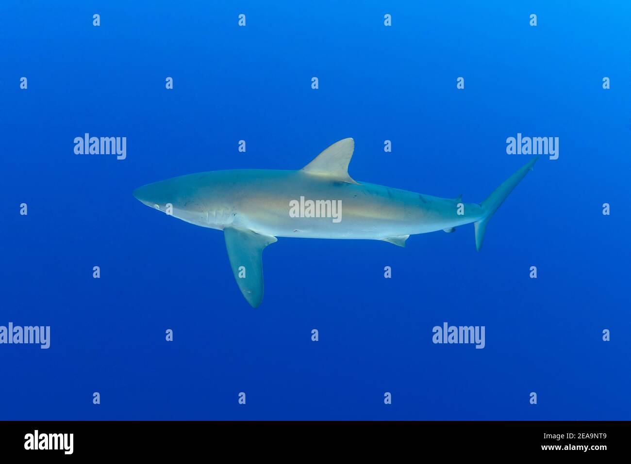 Requin soyeux (Carcharhinus falciformis), île Cocos, Costa Rica, Pacifique, Océan Pacifique Banque D'Images