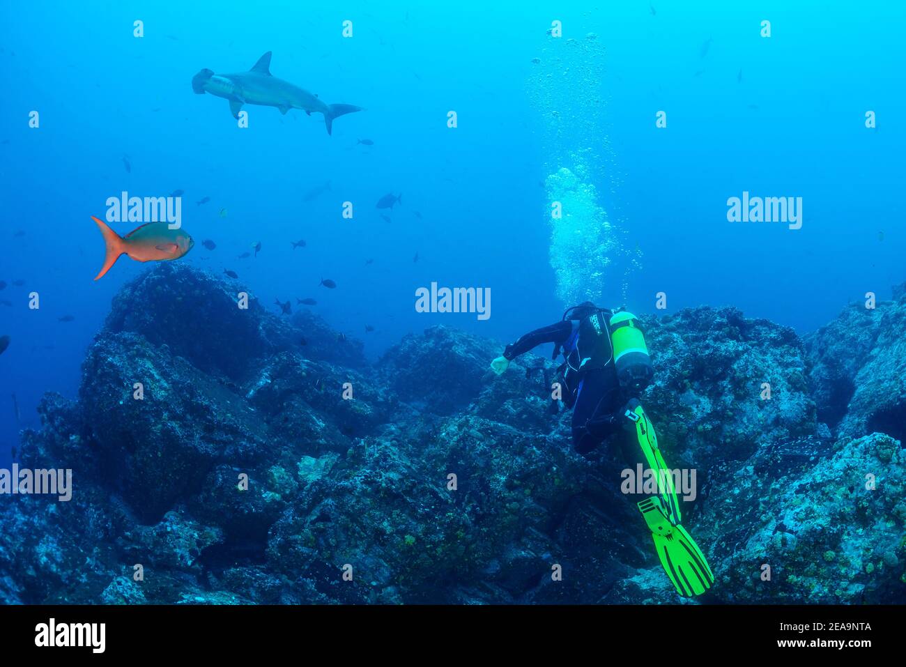 Requin-taupe boréen (Sphyrna lewini) et plongeur, île Cocos, Costa Rica, Pacifique, Océan Pacifique Banque D'Images