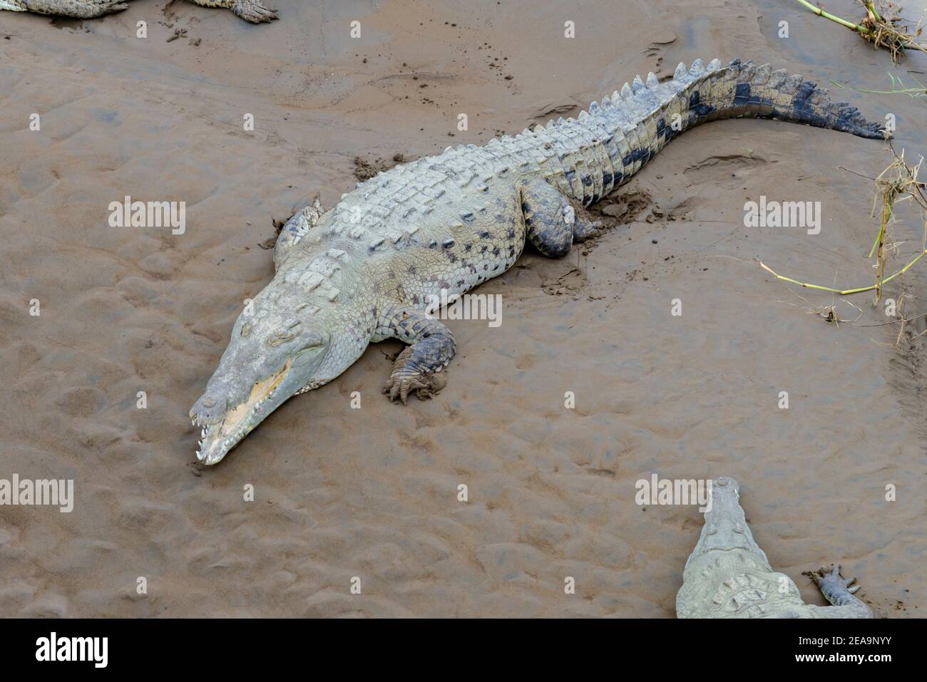 Crocodiles américains (Crocodylus acutus), rivière Tarcoles, Rio Grande de Tarcoles, Costa Rica Banque D'Images