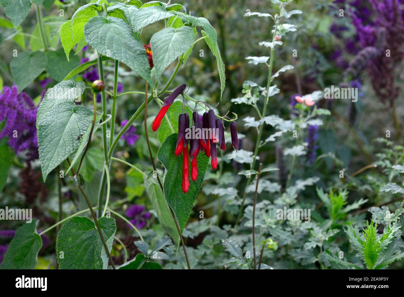 Salvia dombeyi,sauge bolivienne géante,fleurs de écarlate rouge,schéma de plantation,tendre,sauge incan Sacrée,calyces foncé,fleur,mixte bordure,combinaison,grimpeur,v Banque D'Images