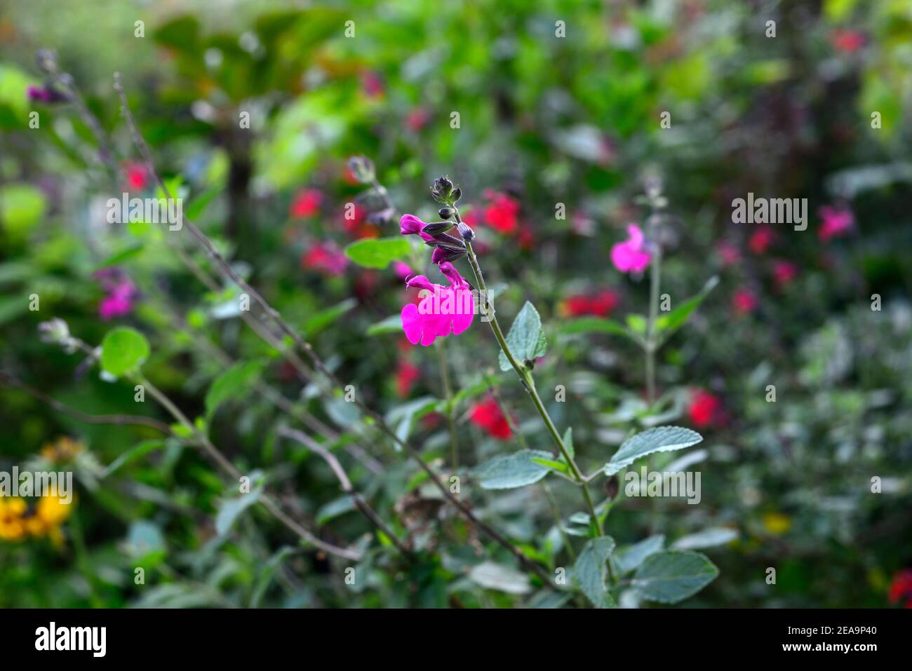 Salvia microphylla cerro potosi,fleurs roses,floraison,vivace,fleurs,rose fleur de salvia,RM Floral Banque D'Images