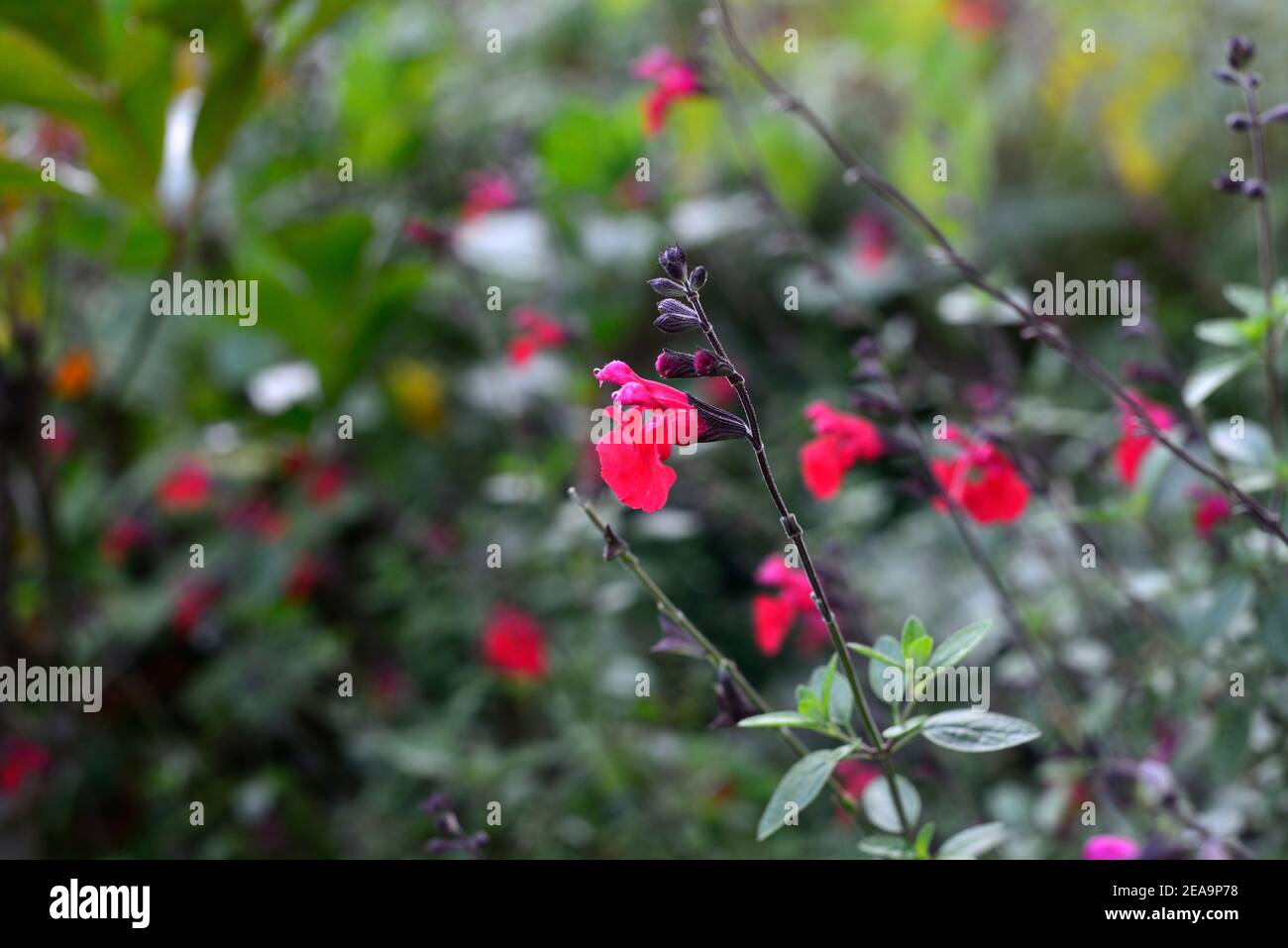 Salvia microphylla Jezebel,fleurs rouges-cerises,floraison,vivace,fleurs,fleur rouge-cerise,RM Floral Banque D'Images