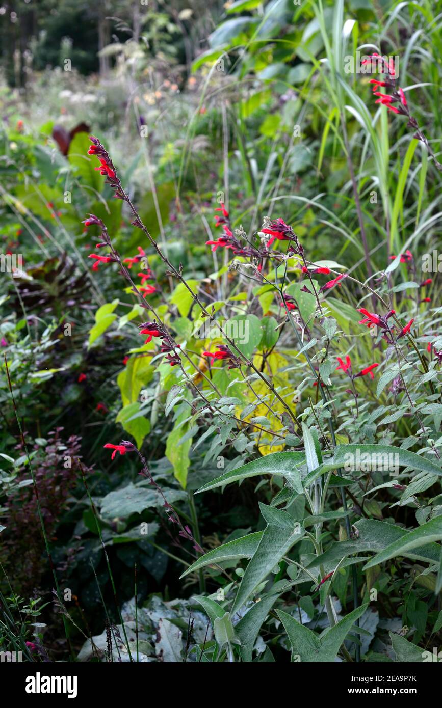 Salvia microphylla Jezebel,fleurs rouges-cerises,floraison,vivace,fleurs,fleur rouge-cerise,RM Floral Banque D'Images