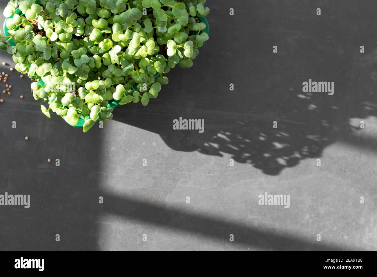 Microgreens poussant sur le seuil de la fenêtre. Micro-radis verts poussant dans la boîte Banque D'Images