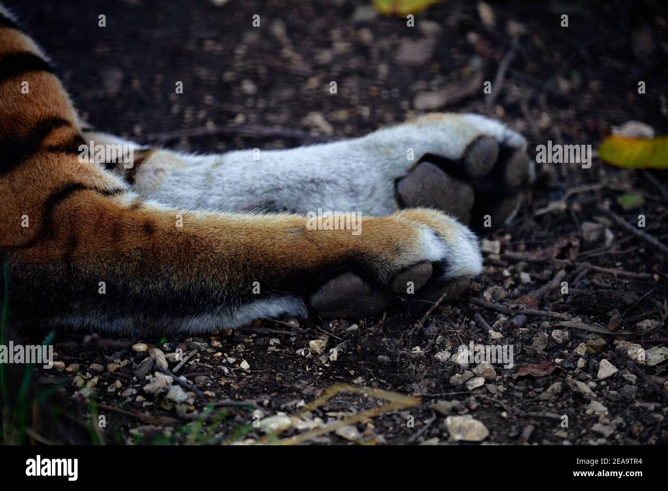 Gros plan sur la patte de tigre. Grandes pattes de chat. Banque D'Images