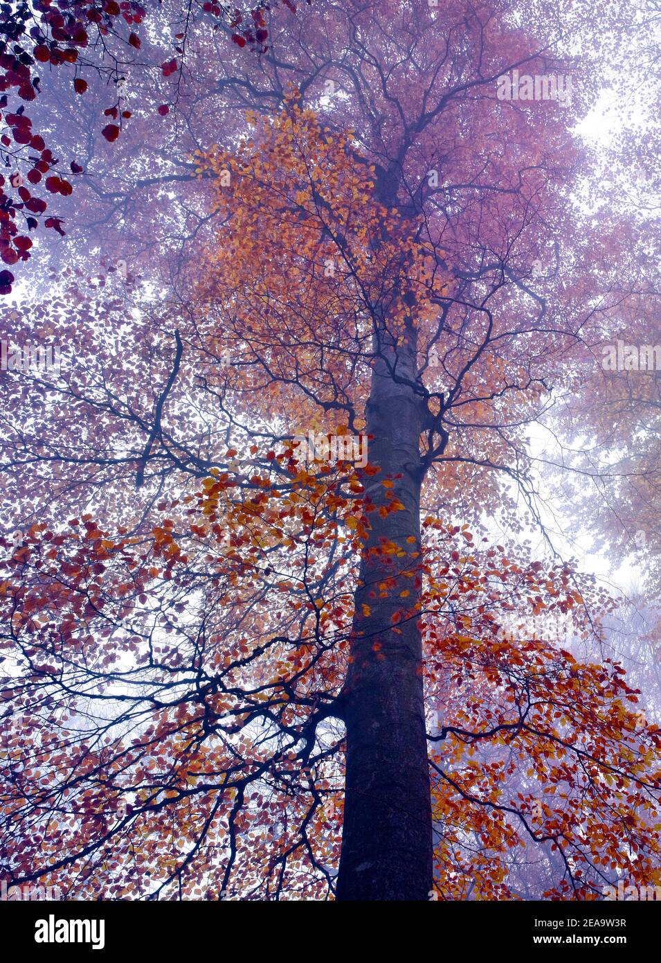 Europe, Allemagne, Hesse, arrière-pays, Parc naturel de Lahn-Dill-Bergland, Biedenkopf, sangsues européennes dans le brouillard de novembre Banque D'Images