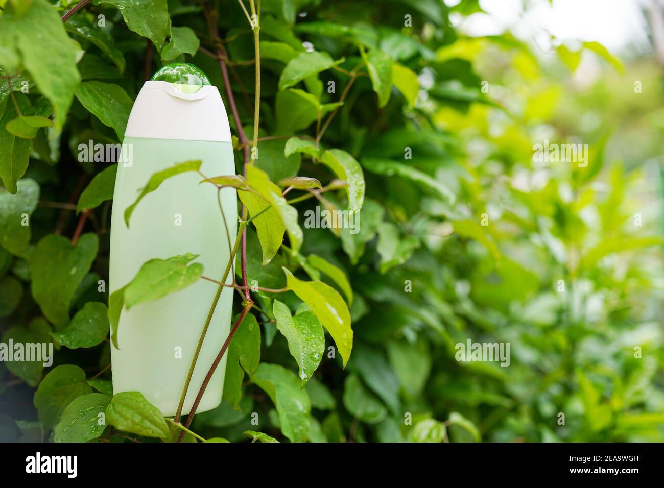 Gel organique ou shampooing avec des feuilles vertes . fond de nature avec espace de copie. Cosmétiques de soins du corps Banque D'Images