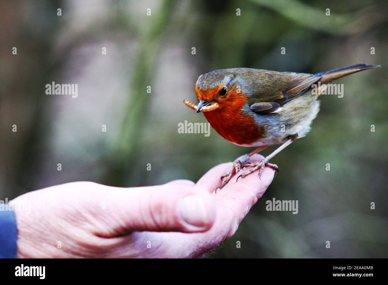 Robin Redbreast au Royaume-Uni Banque D'Images