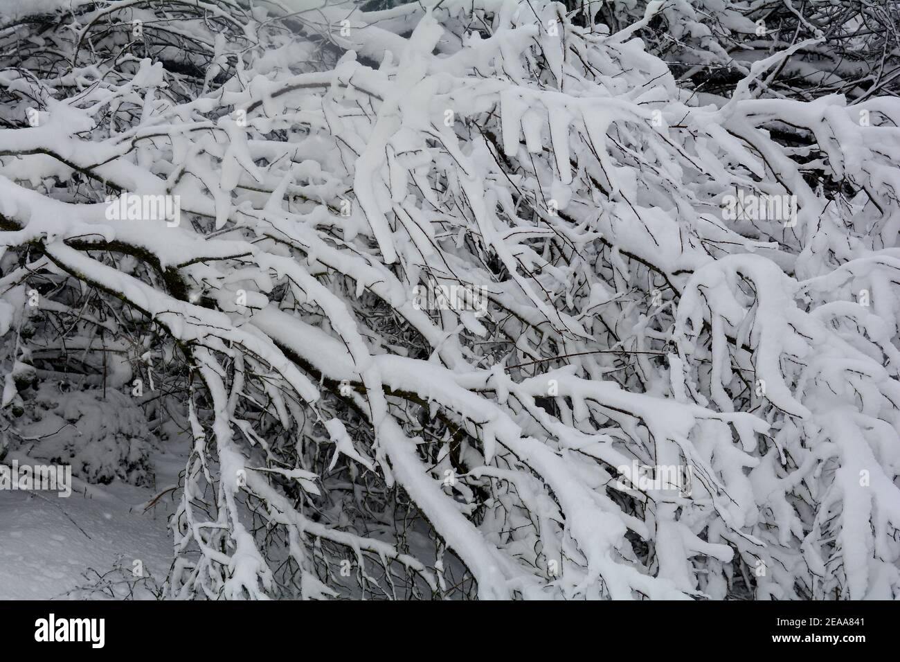 Grosses branches d'un arbre plein de neige en hiver Banque D'Images