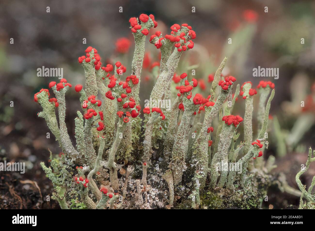Cladonia macilenta - un lichen à bout rouge qui pousse sur la lande, Dorset. Banque D'Images