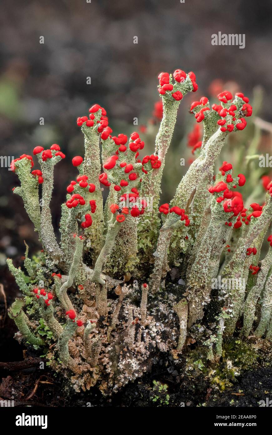 Cladonia macilenta - un lichen à bout rouge qui pousse sur la lande, Dorset. Banque D'Images