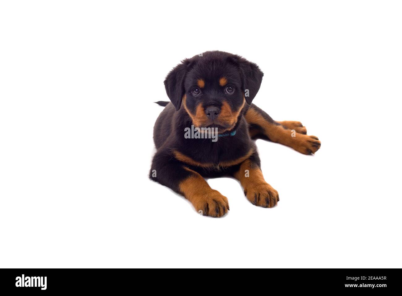 Chien chiot isolé sur fond blanc Banque D'Images