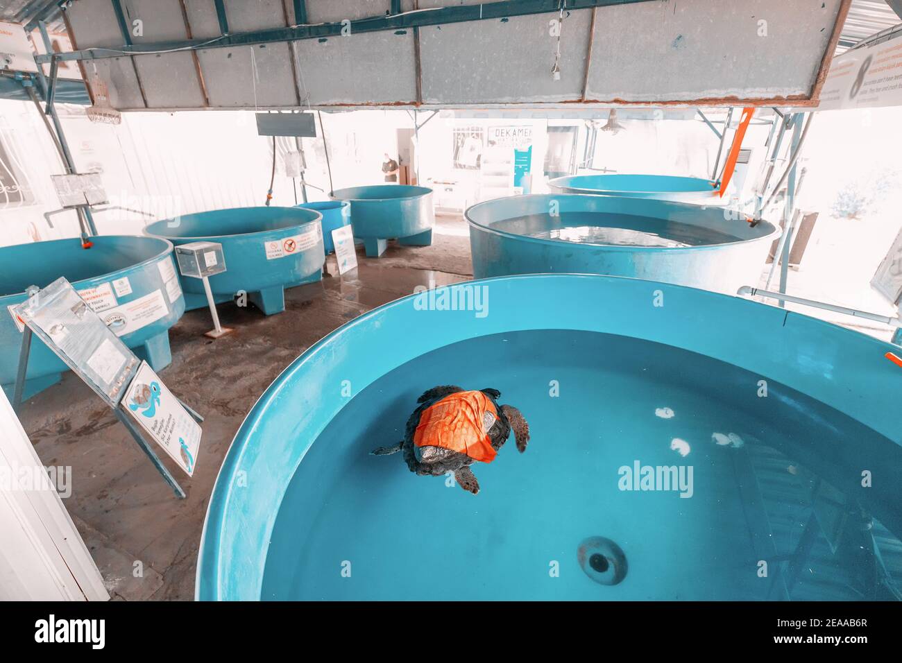 09 septembre 2020, Dalyan, Turquie: Centre de réhabilitation, de sauvetage et de recherche de tortues de Loggerhead près de la plage d'Iztuzu. Grands bassins d'eau de mer pour l'anime Banque D'Images