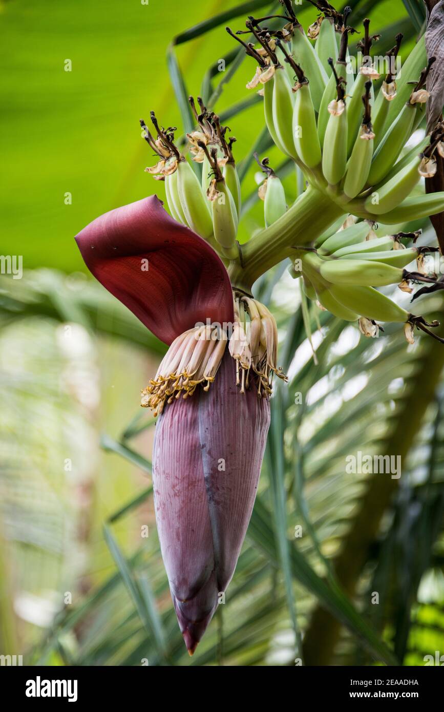 Fleurs de banane, Vietnam Banque D'Images