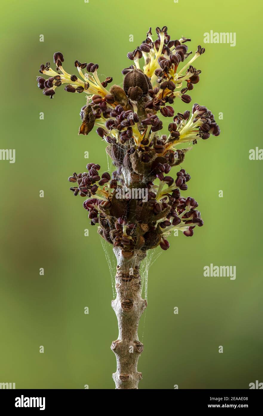 Fleurs ouvrantes de frêne à feuilles étroites, Fraxinus angustifolia, avec étamines visibles. Banque D'Images