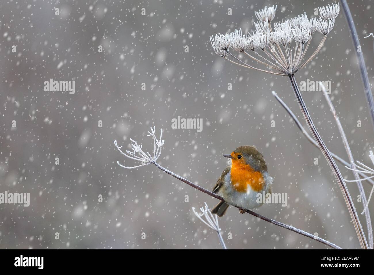Gros plan de Robin perché sur une plante gelée avec de la neige chute Banque D'Images