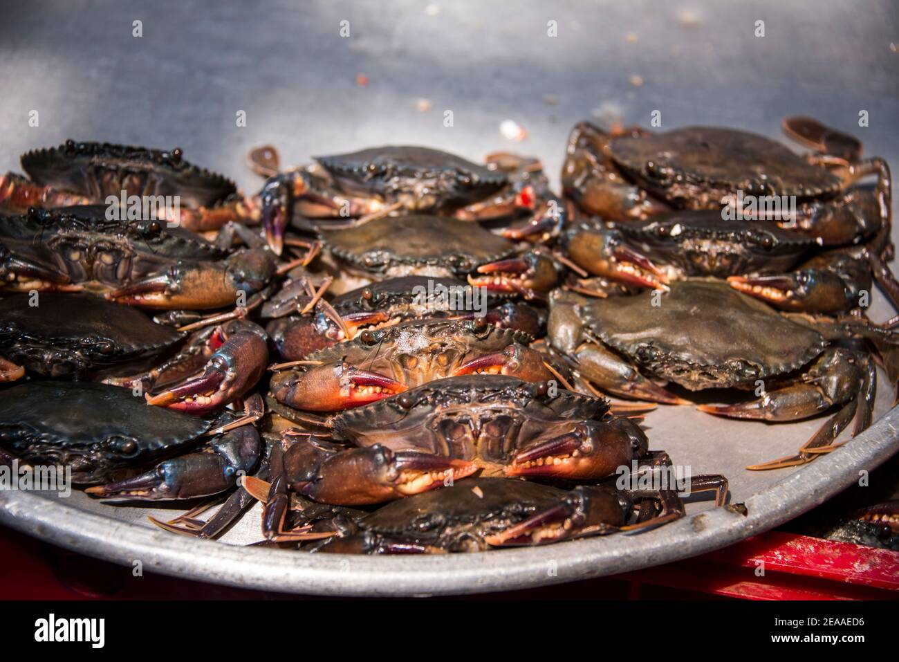 Crabes arrangés, marché, Ho Chi Minh ville, Vietnam Banque D'Images