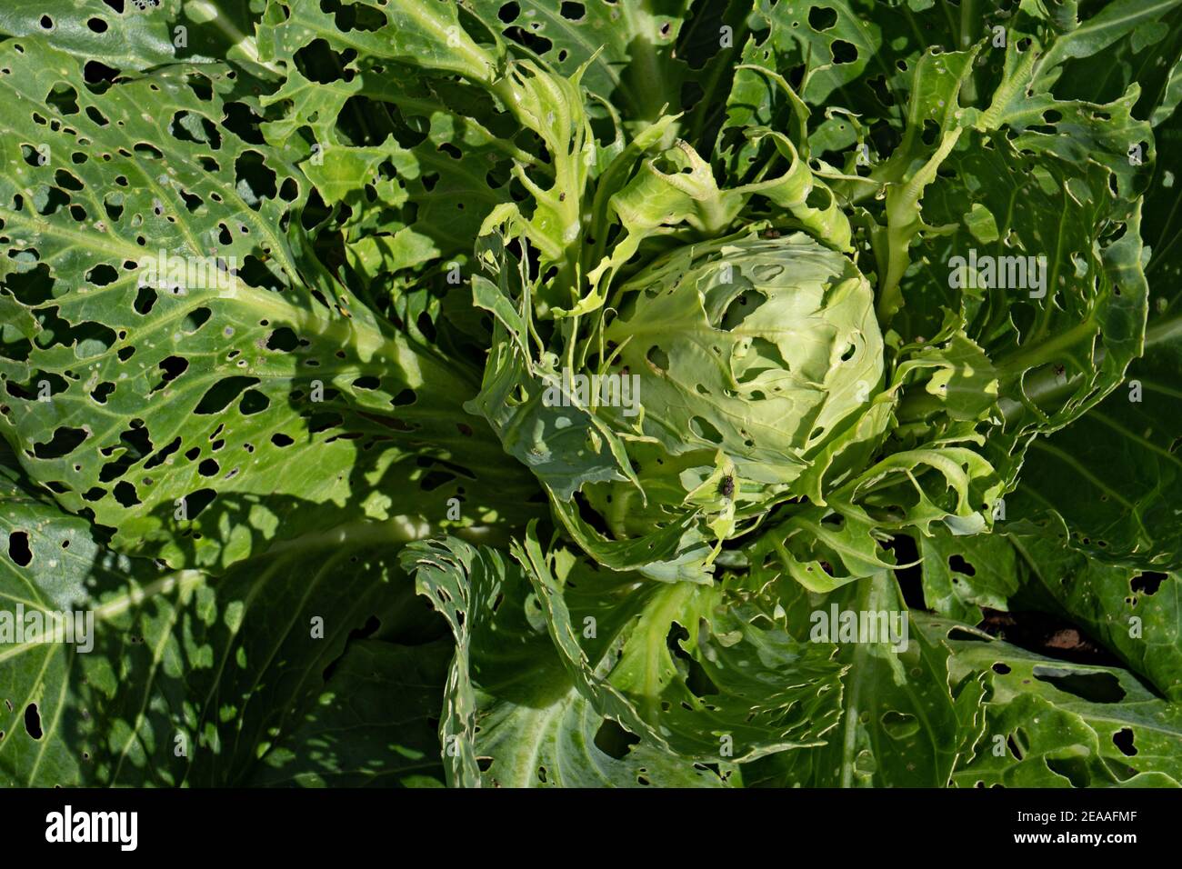 Plante de chou mangée par des insectes nuisibles de caterpillar : dommages importants Banque D'Images