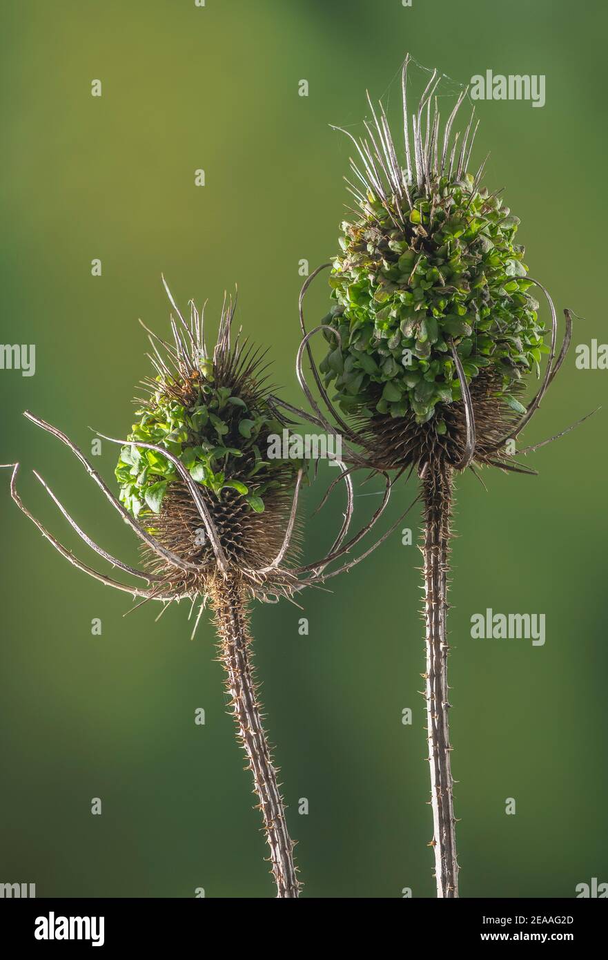 Le thé sauvage, Dipsacus fullonum, avec ses graines germant in situ pendant un hiver humide. Banque D'Images