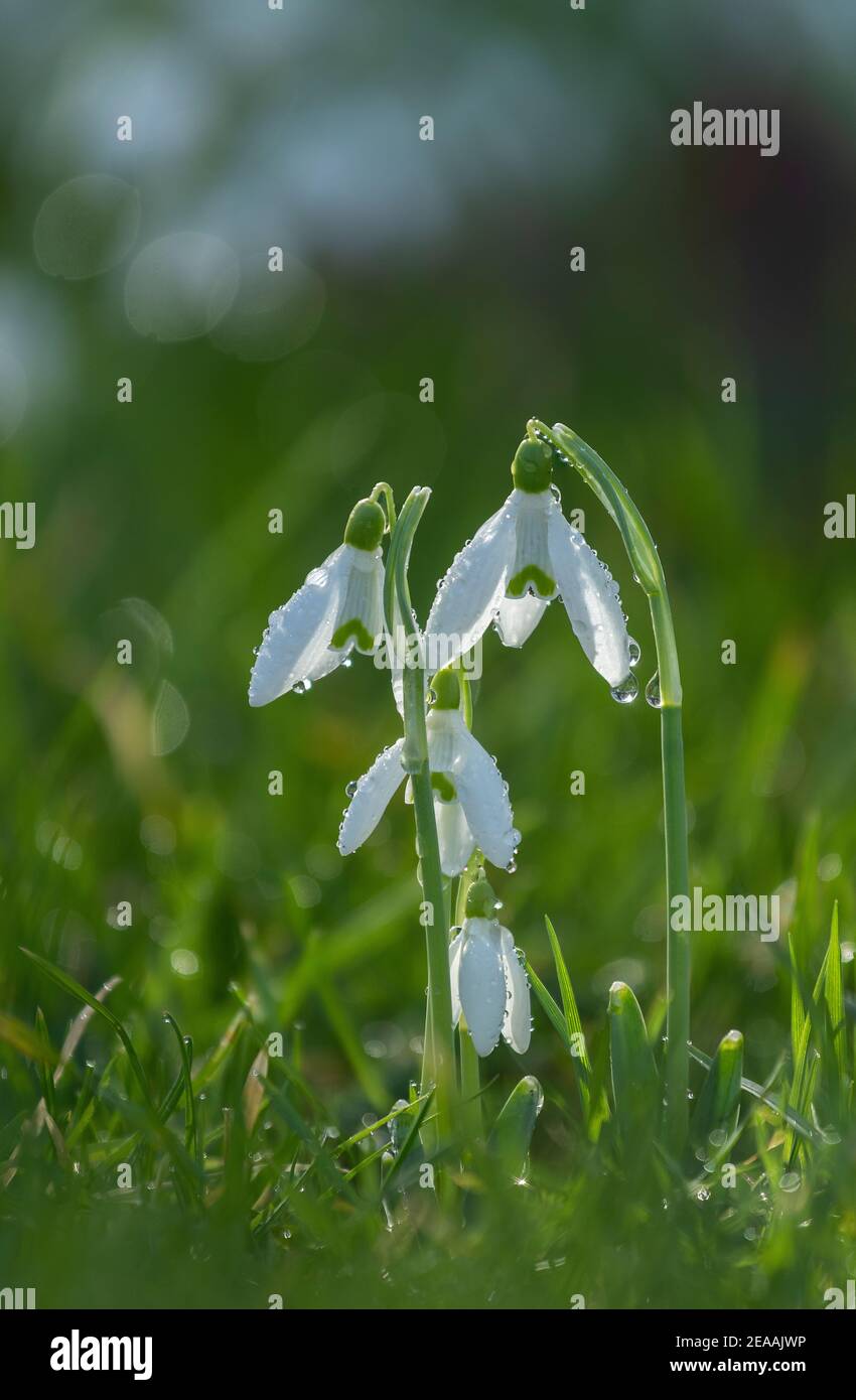 Gouttes de neige, Galanthus nivalis, en fleurs en hiver. Naturalisé au Royaume-Uni. Banque D'Images