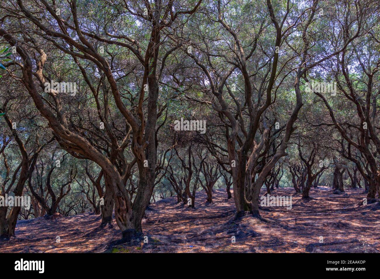 Forêt méditerranéenne, bio-agriculture. Oliviers. Île de Corfou. Grèce Banque D'Images