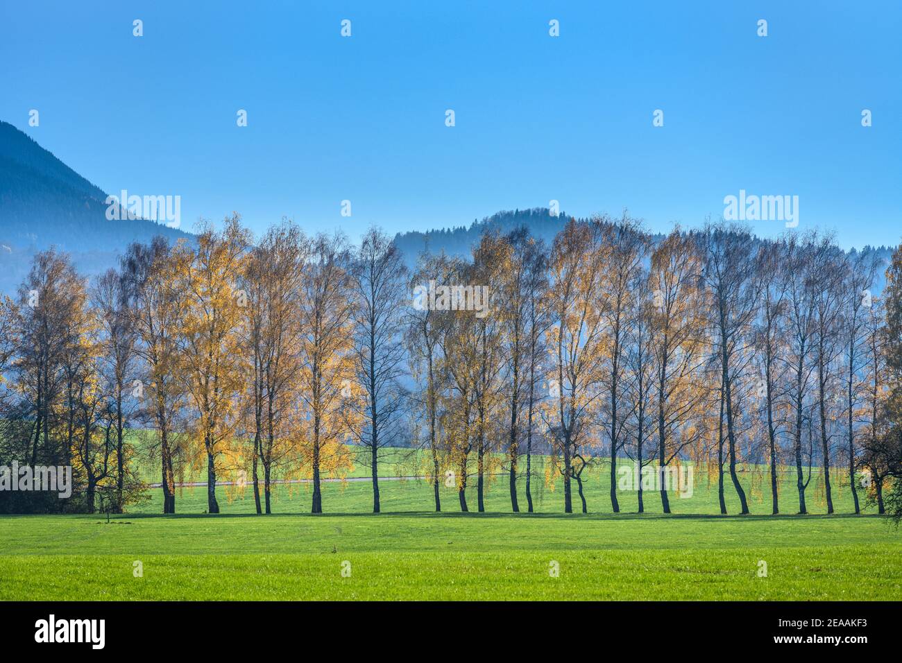 Allemagne, Bavière, haute-Bavière, quartier de Rosenheim, Bad Feilnbach, quartier de Walch, paysage d'automne Banque D'Images