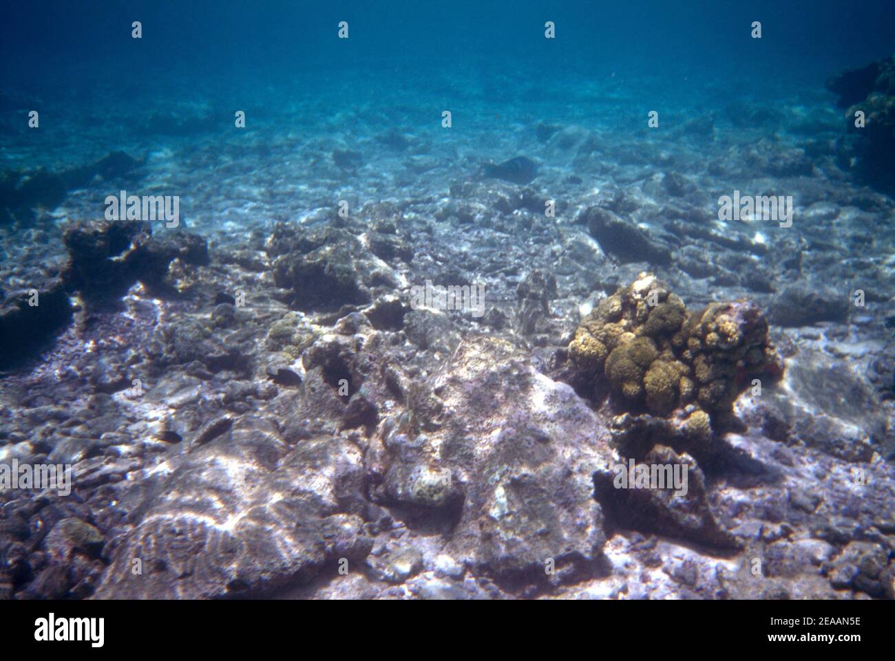 Coral Gardens Tobago Nr Pigeon Point Banque D'Images