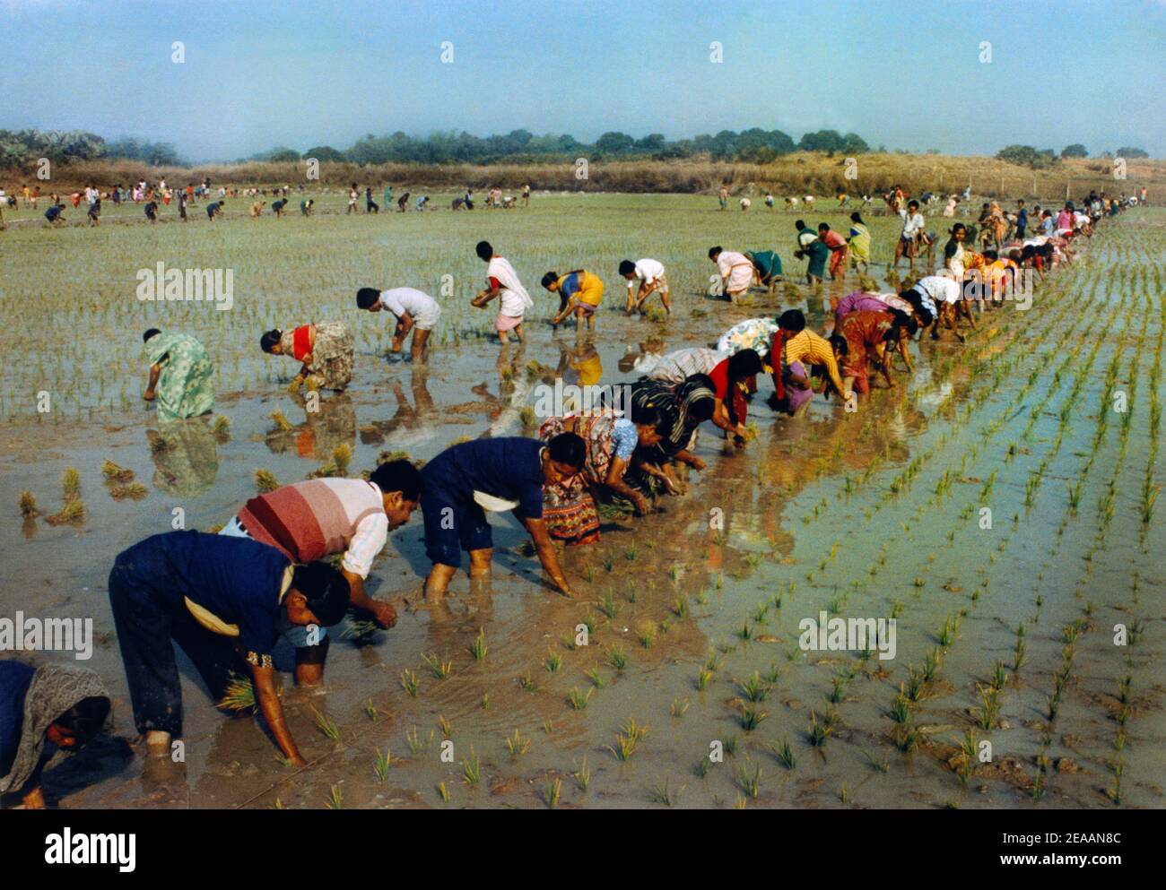 Bangladesh Ricefields Farm, ferme de filles et garçons musulmans Banque D'Images