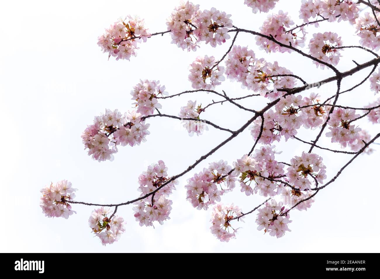Une branche avec la cerise de Sukura fleurit en pleine floraison sur un fond blanc. Banque D'Images