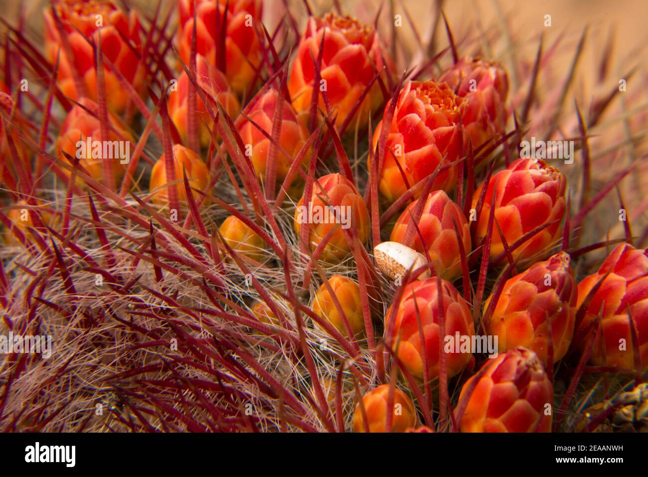 Fleurs de cactus orange dans le jardin de Botanicactus à Majorque Banque D'Images