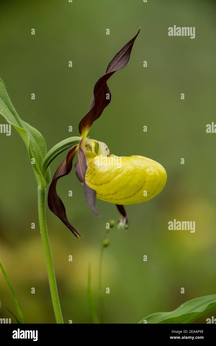 Lady's Slipper orchid Banque D'Images