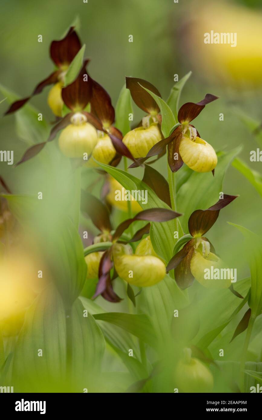 Lady's Slipper orchid Banque D'Images